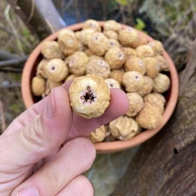 تصویر انجیر گوشتی ممتاز 