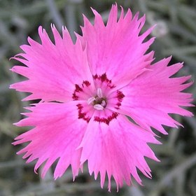 تصویر بذر میخک باغی 1 گرمی 