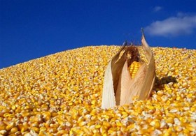 تصویر ذرت برزیل 