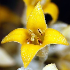 تصویر گل سنجد (شکوفه سنجد) 