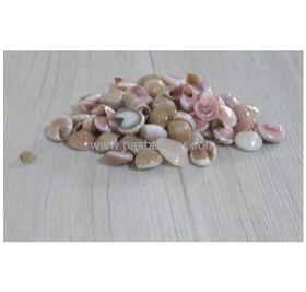 تصویر صدف کد 2329 