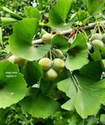 تصویر بذر ژینگو، جینگو (5 عددی) Ginkgo biloba 