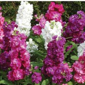 تصویر بذر گل شب بو هیبرید F1 بسته 30عددی 