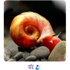 تصویر حلزون رامشورن کوچک 0.5 تا 1 سانت 