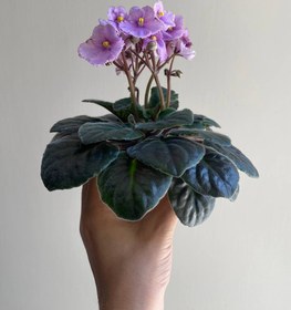 تصویر بنفشه آفریقایی African violet