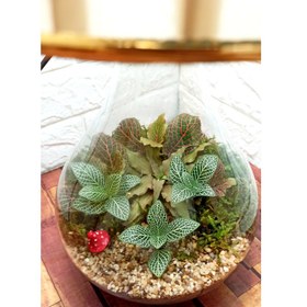 تصویر تراریوم گیاه طبیعی طرح آباژور 