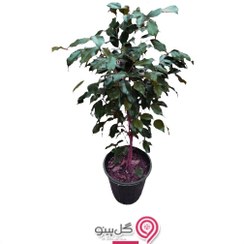 تصویر گلدان بنجامین بلک 