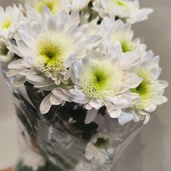 تصویر داوودی Krezentia