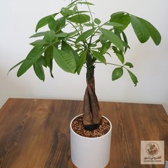 تصویر پاچیرا | کد: ZNB-FQ0 