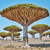 تصویر بذر درخت خون اژدها dracaena draco 