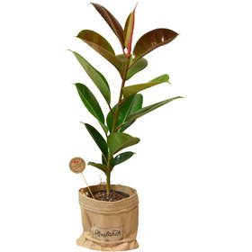 تصویر گیاه طبیعی فیکوس کدP.A.08 