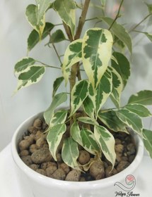 تصویر گل بنجامین طبیعی با گلدان سرامیکی 