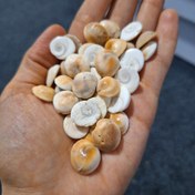 تصویر مهره صدفی صد در صد طبیعی سایز متوسط 