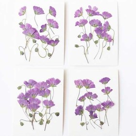 تصویر گل خشک انگور تخت 