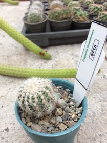 تصویر بذر کاکتوس ژیمنوکالیسیوم بروچی واریته نویوم prolifera ELG.9715 - بسته 10 عددی Gymnocalycium bruchii var . Niveum prolifera ELG.9715