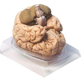تصویر مولاژ مغز ۲ قسمتی 