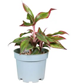 تصویر آگلونما رد سیام 