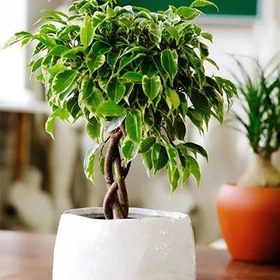 تصویر بذر فیکوس بنجامین 