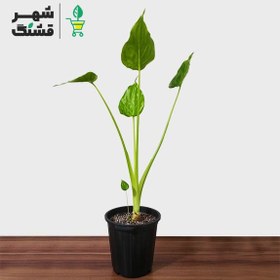 تصویر بابا آدم قلبی (آلوکازیا کوکولاتا) Alocasia Cucullata