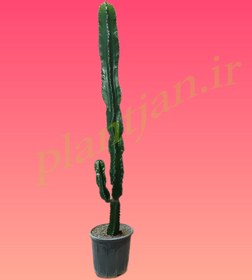 تصویر افوربیا اینگنس 