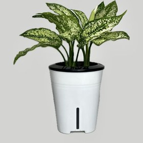 تصویر آگلونما برفی هیدروپونیک 