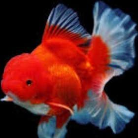 تصویر گلدفیش کله شیری قرمز ۷_۸ سانت(پک ۵ عددی) Red lion goldfish