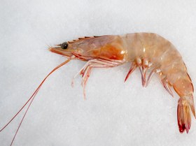 تصویر شاه میگو دریایی 