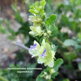 تصویر گیاه دارویی گل اروانه (20 گرم گل خشک) Hymenocrater bituminous 
