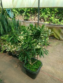 تصویر پله موآ(بامبو خاکی)سایز گلدان جعبه ۳۰ Pele moua