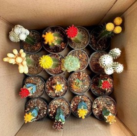 تصویر پکیج 16 عددی کاکتوس 