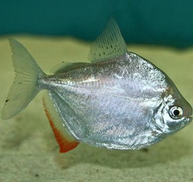 تصویر ماهی دالر 3 تا 5 سانت 