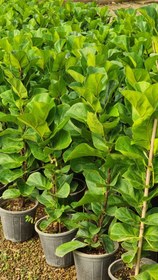 تصویر لیراتا 