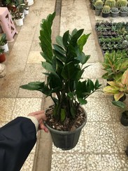 تصویر زاموفیلیا سبز گلدان ۳ 