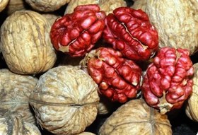 تصویر نهال گردو توسرخ 