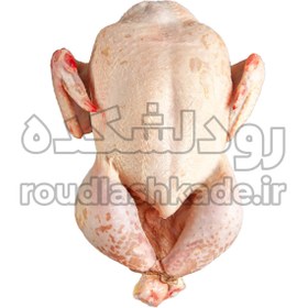 تصویر خروس محلی پرکنده Rooster Meat