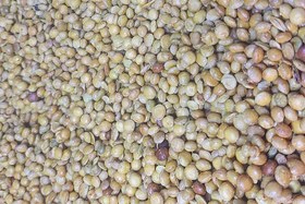 تصویر عدس برشته شده 