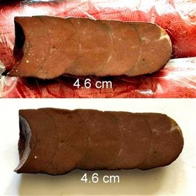 تصویر اسلایس فسیل ویرکوسراز نه اورتوسراس فیک 