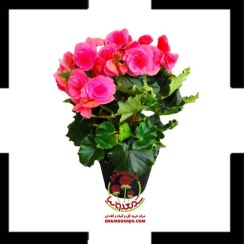 تصویر خرید بگونیا عروس گل صورتی یا قرمز | گیاه همیشه‌ گل آپارتمانی با زیبایی خیره‌ کننده 