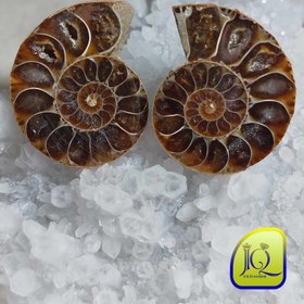 تصویر فسیل آمونیت جفت 