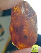 تصویر راف کهربای بالتیک 