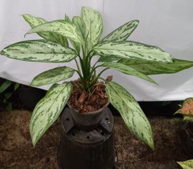 تصویر آگلونما Chinese Evergreen