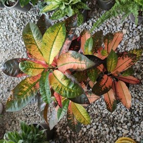 تصویر کروتون پرتقالی گیاه آپارتمانی نور دوست با برگهای پهن پاییزی 