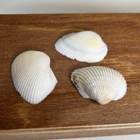 تصویر صدف کد 2 