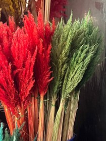 تصویر گل خشک قمیش 