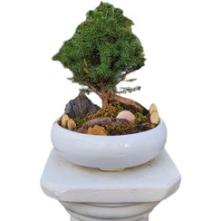 تصویر بونسای کاج - اندازه و شکل Pine bonsai tree