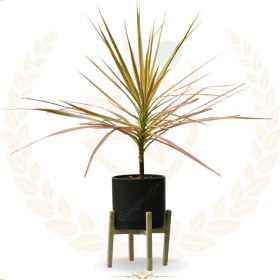 تصویر دراسنا پرچمی 