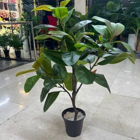 تصویر درختچه فیکوس مصنوعی B2 