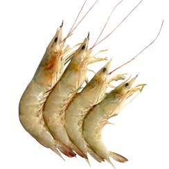 تصویر میگو سرتیز تازه سایز متوسط ۱ کیلوگرم صید روز بندرعباس 