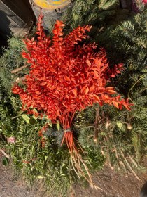 تصویر گل خشک جزه رنگ نارنجی یک دسته 