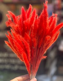 تصویر گل خشک دم روباهی نارنجی 